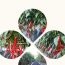 우리고추방앗간 이미지