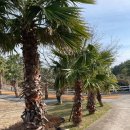 중문색달해수욕장(모래사장끝) | 제주도 가족여행 3일차｜올레길 8코스 + 중문색달해수욕장