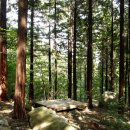 편백나무숲 이미지