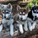 콜드베이켄넬 이미지