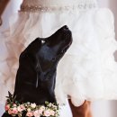 멍이와 양이 이미지