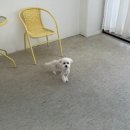 이로운 펫살롱 이미지