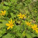 산과 들의 약용식물 이미지