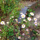 부여(임천)-14 이미지