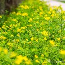 애기똥풀 이미지