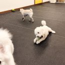 지지네 애견호텔&놀이방 이미지