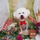 삐삐 펫살롱 이미지