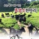 보은질고지흑염소농장 네이버블로그