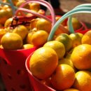 주철농장 이미지