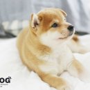 ShibainuKorea 네이버블로그