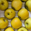 승희농장 | 승희님 시나노골드 후기 입니다