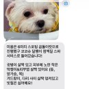 아토 강아지 미용실 이미지
