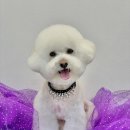 빵독 반려미용실 이미지