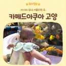 카페드아쿠아 | 카페드아쿠아 고양 | 아기와 아쿠아리움 대신 가기 좋은 실내 수족관카페