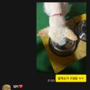 캣츠앤독스동물병원