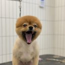 윌리하니 그루밍 이미지