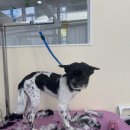 몽실몽실 애견미용 이미지