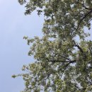 아카시아 이미지