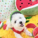 놀러오개 애견유치원 애견호텔 수원세류점 이미지