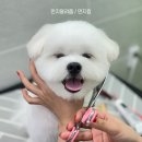 강아지풀 | 시즌2 스페셜 포토덤프챌린지 6주차, 강아지풀 재방문후기