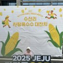 수산리-6 | 수산리 사탕옥수수 대잔치 2년 연속 참여 후기 🌽🌽