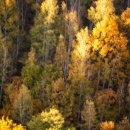 빛-자작나무 이미지