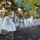 정의선농장 이미지