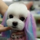 안느펫살롱 이미지