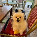 겨우리애견 이미지