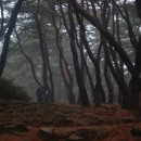 새벽-숲 이미지
