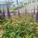 야생화그리기 이미지