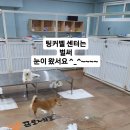 산들 강아지 이미지