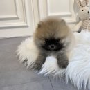 애니멀즈 강아지분양 고양이분양 대전점 이미지