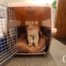 행복켄넬 이미지