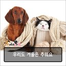 멍냥반점