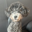 뽀프퍼피 이미지