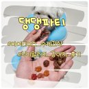 준 꼬꼬 | 식이알러지 강아지 간식 추천｜댕댕파티 꼬꼬후르츠링 노즈워크 수제간식 재구매 후기