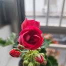찰스엔젤