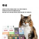 배드펫컴퍼니 이미지