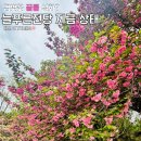 늘푸른전당 | 창원 겹벚꽃🌸 끝물 실화? 늘푸른전당 지금 상태 솔직 후기 (+대체 명소 추천)