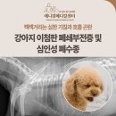 부전종합오트바이센타 | 심한 기침과 호흡 곤란, 강아지 이첨판 폐쇄부전증(MMVD) 및 심인성 폐수종 치료 후기, 애니컴메디컬센터