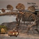 종인목장 | 초식공룡종류 검룡류 서쪽의도마뱀 헤스페로사우루스