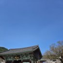 모악산도립공원 | 전북 김제 모악산 금산사 벚꽃 - 전북 김제 가볼만한 곳, 벚꽃 명소 추천(벚꽃 개화 상황, 개화 시기)