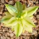 골든버터플라이 이미지