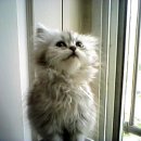 우다다냥이 Daum카페