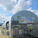 만경산멜론농장 | 천안여행 기념품 추석선물 레드멜론 농장직구입 후기