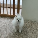 댕요일