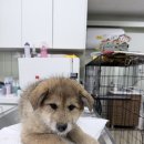 형제동물의료센터 이미지