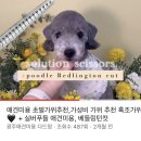 하이엔드멍