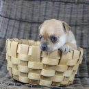 도그블랑 이미지